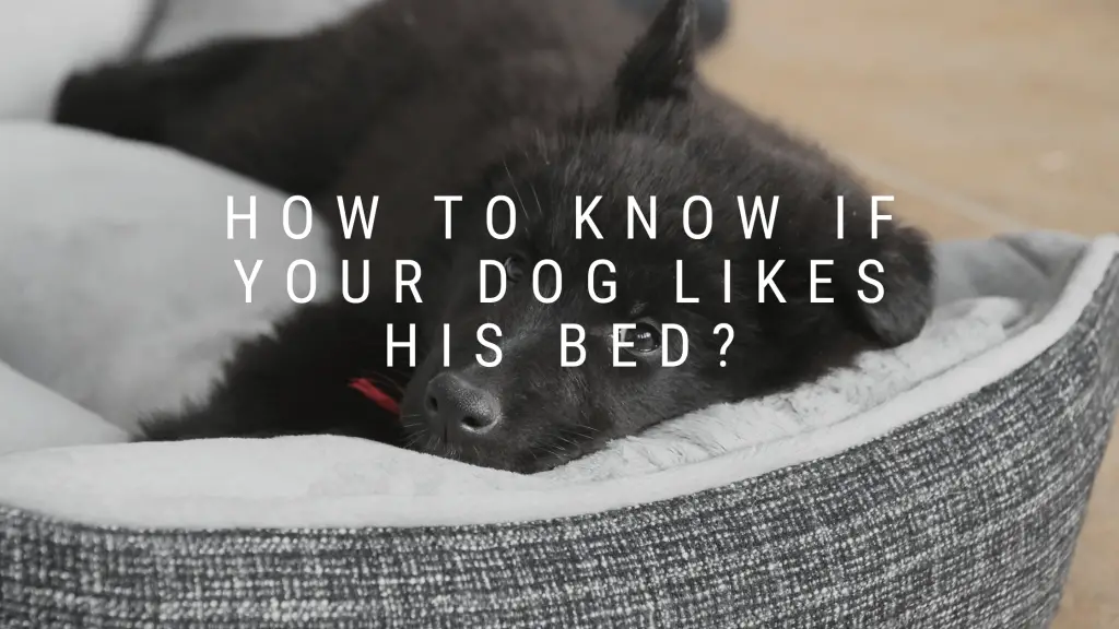 How to Know If Your Dog Likes His Bed?