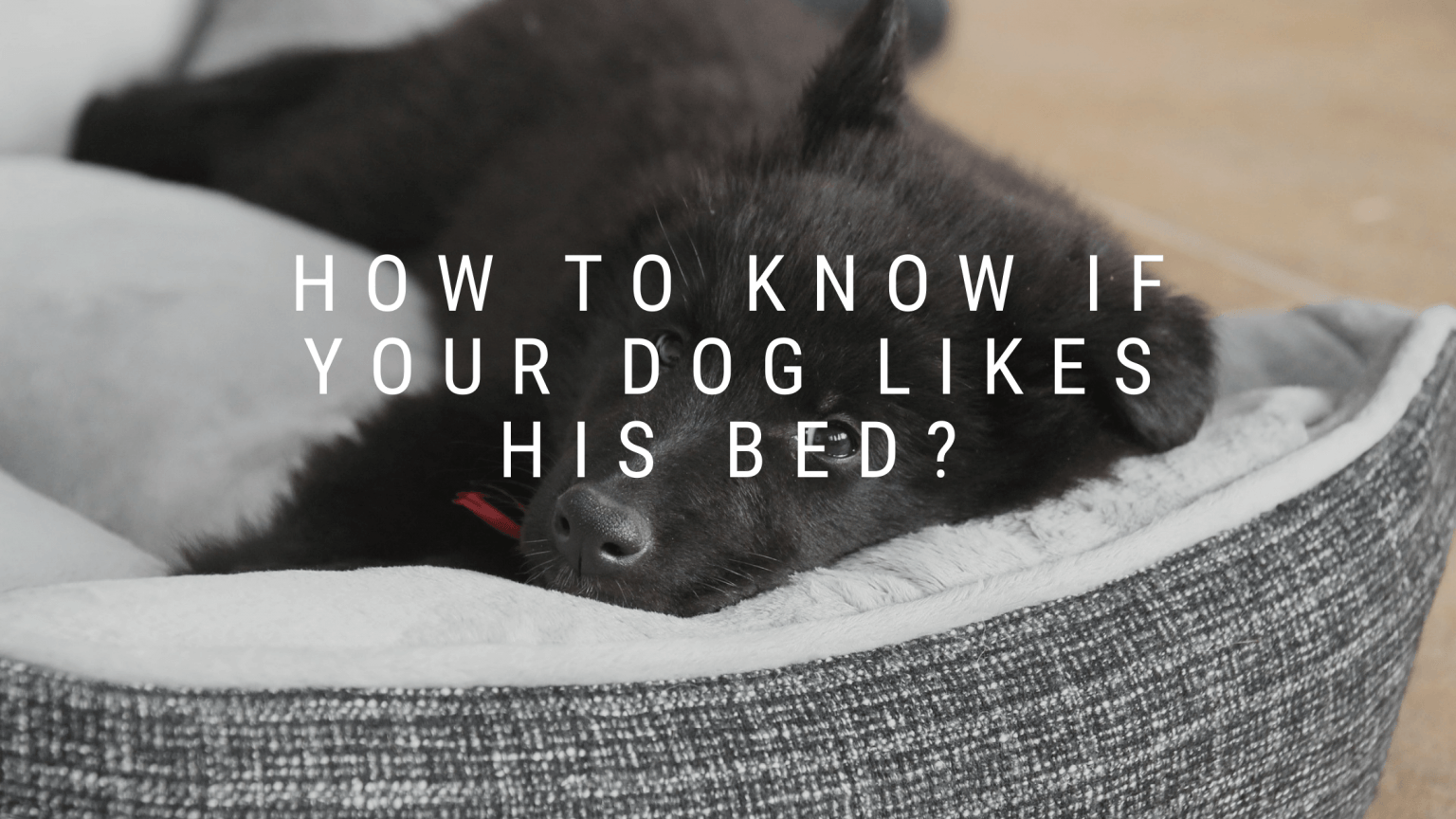 How To Know If Your Dog Likes His Bed? 5 Ways