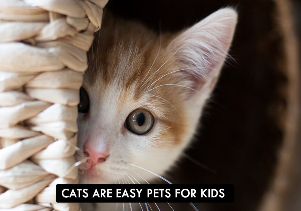 CATS: Easy Pets For Kids
