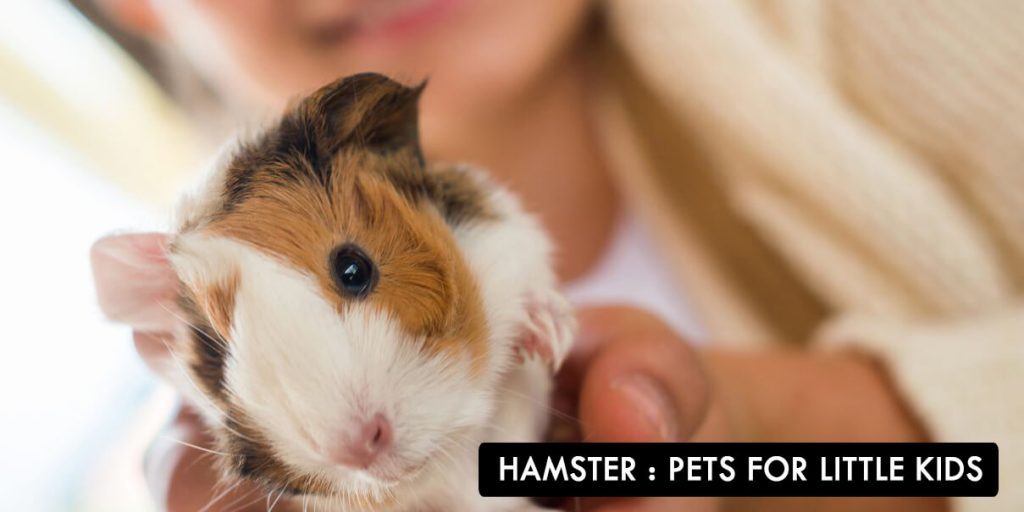 HAMSTER: Pets For Little Kids
