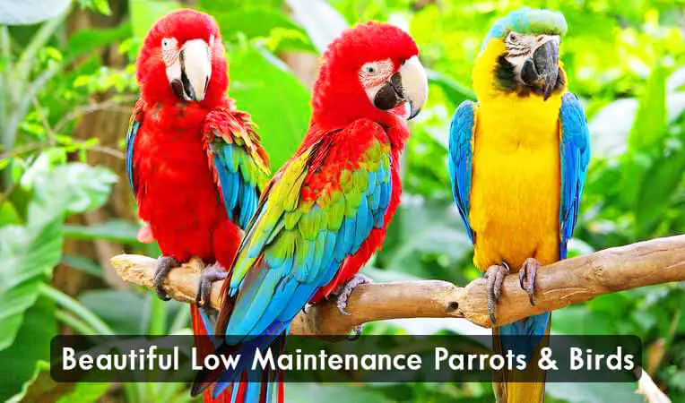 BIRDS And PARROTS: Low Maintenance Pets For Kids
