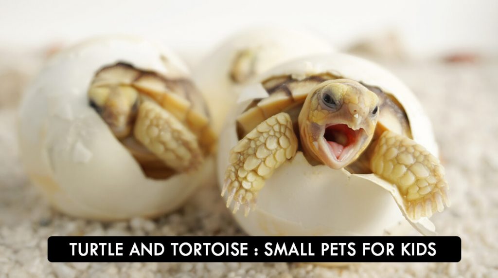 TURTLE And TORTOISE: Small Pets For Kids
