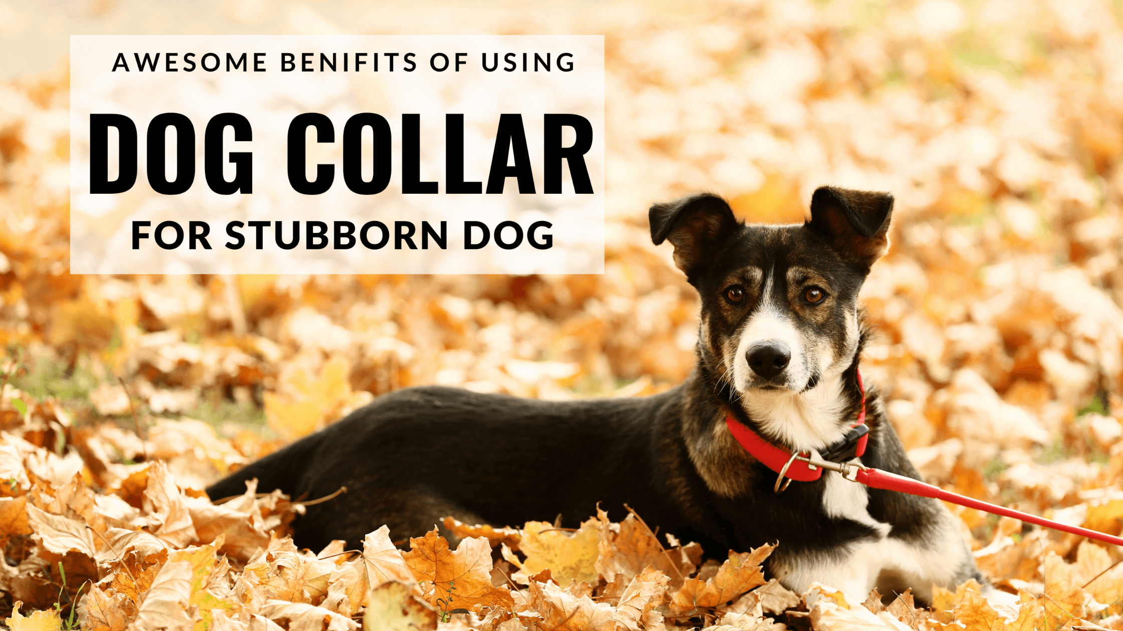 4 Benefits Of Using Training Collars For Your Stubborn Dog