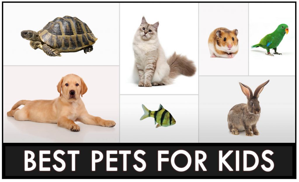 7 Best Pets For Kids: What Are Good Pets For Kids.