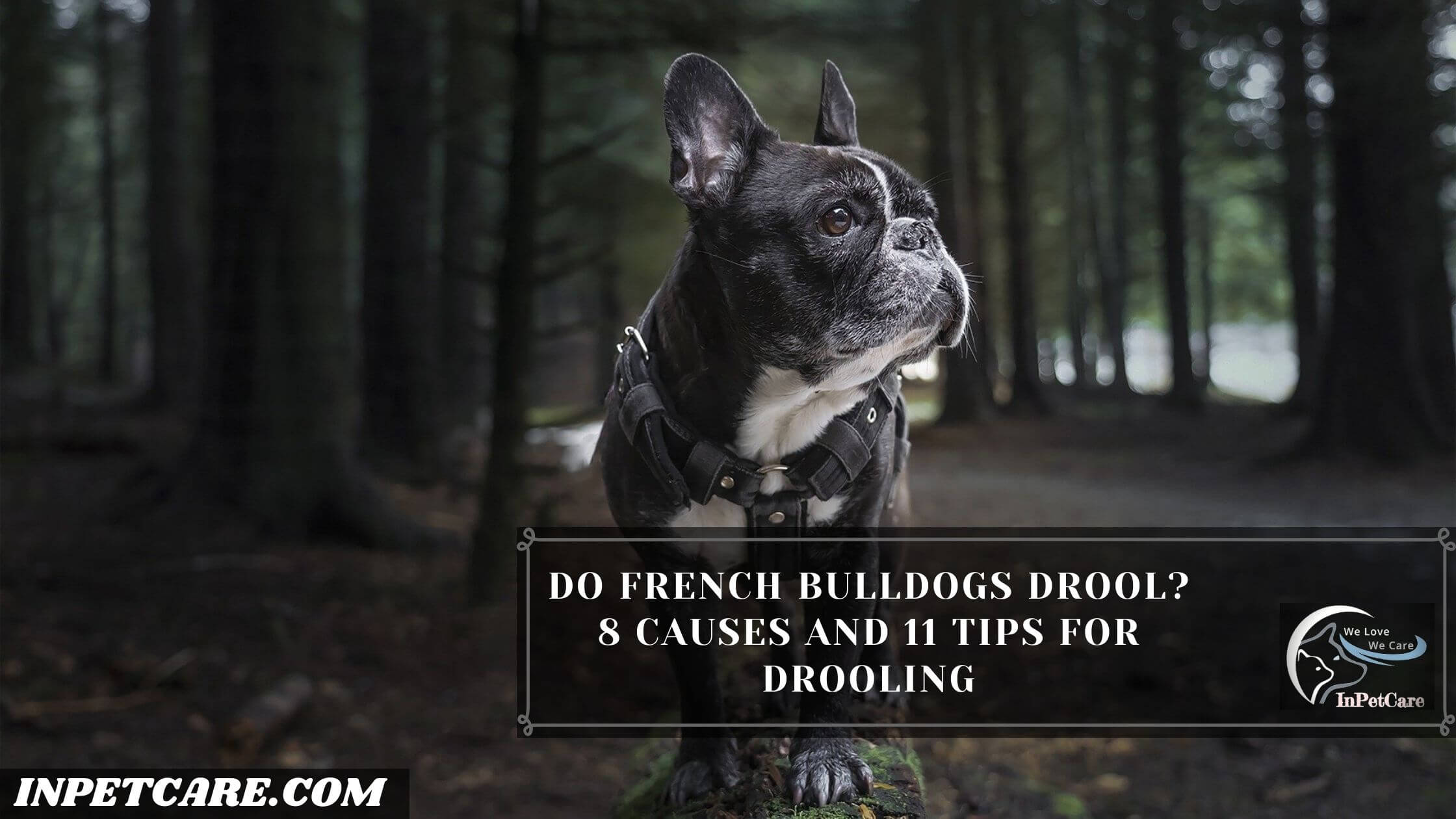 Do French Bulldogs Drool? 8 Causes And 11 Tips For Drooling
