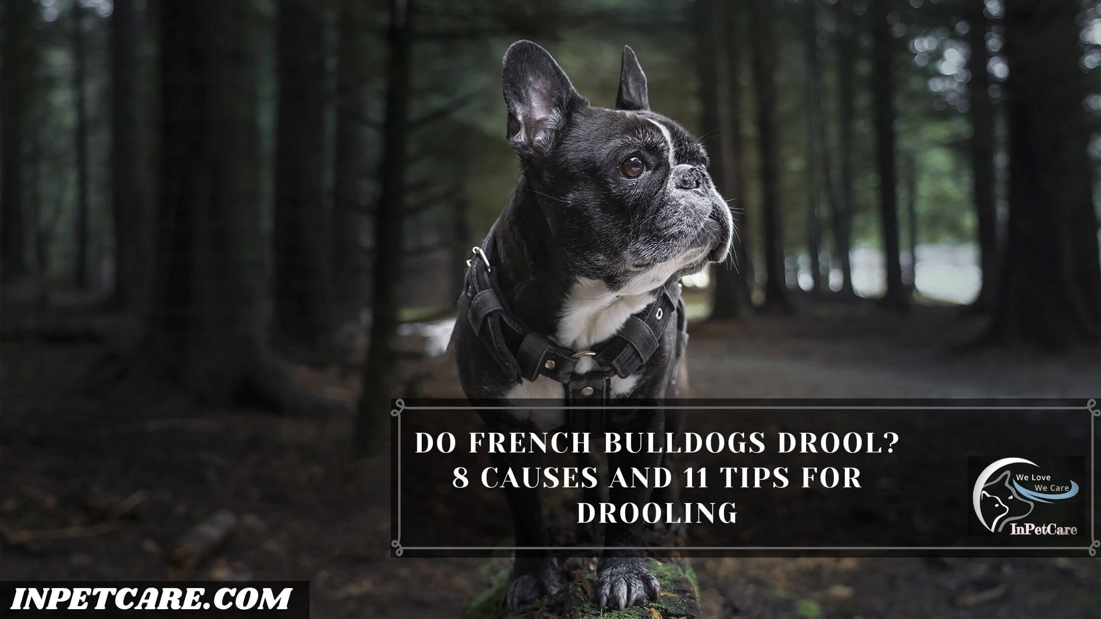 Do French Bulldogs Drool?