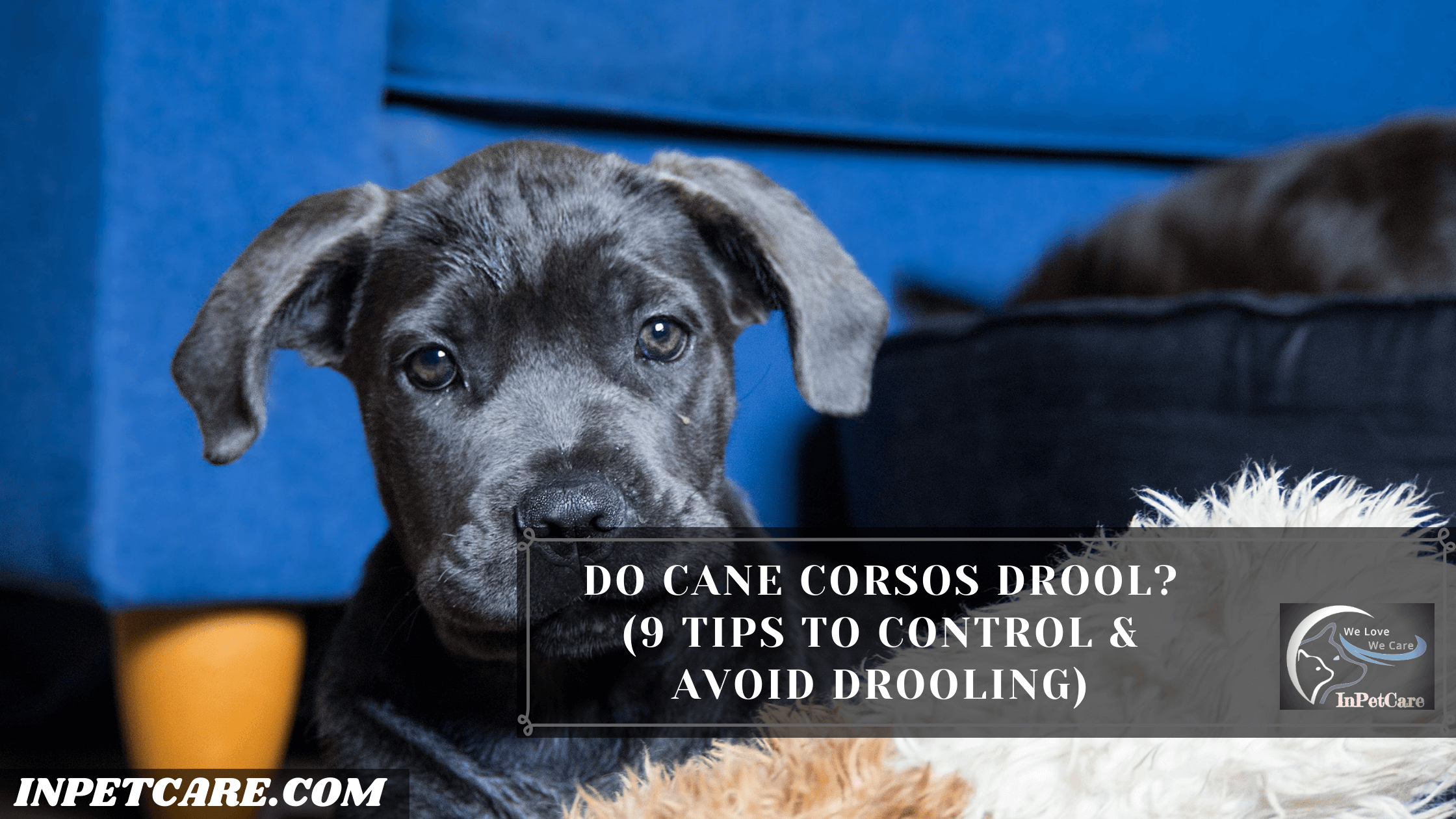 Do Cane Corsos Drool?