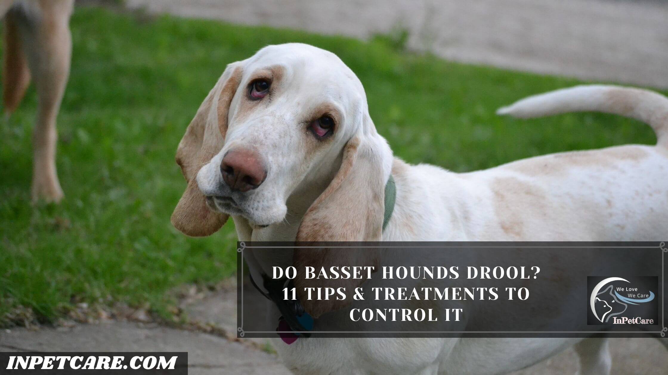 Do Basset Hounds Drool? 11 Tips & Treatments To Control It