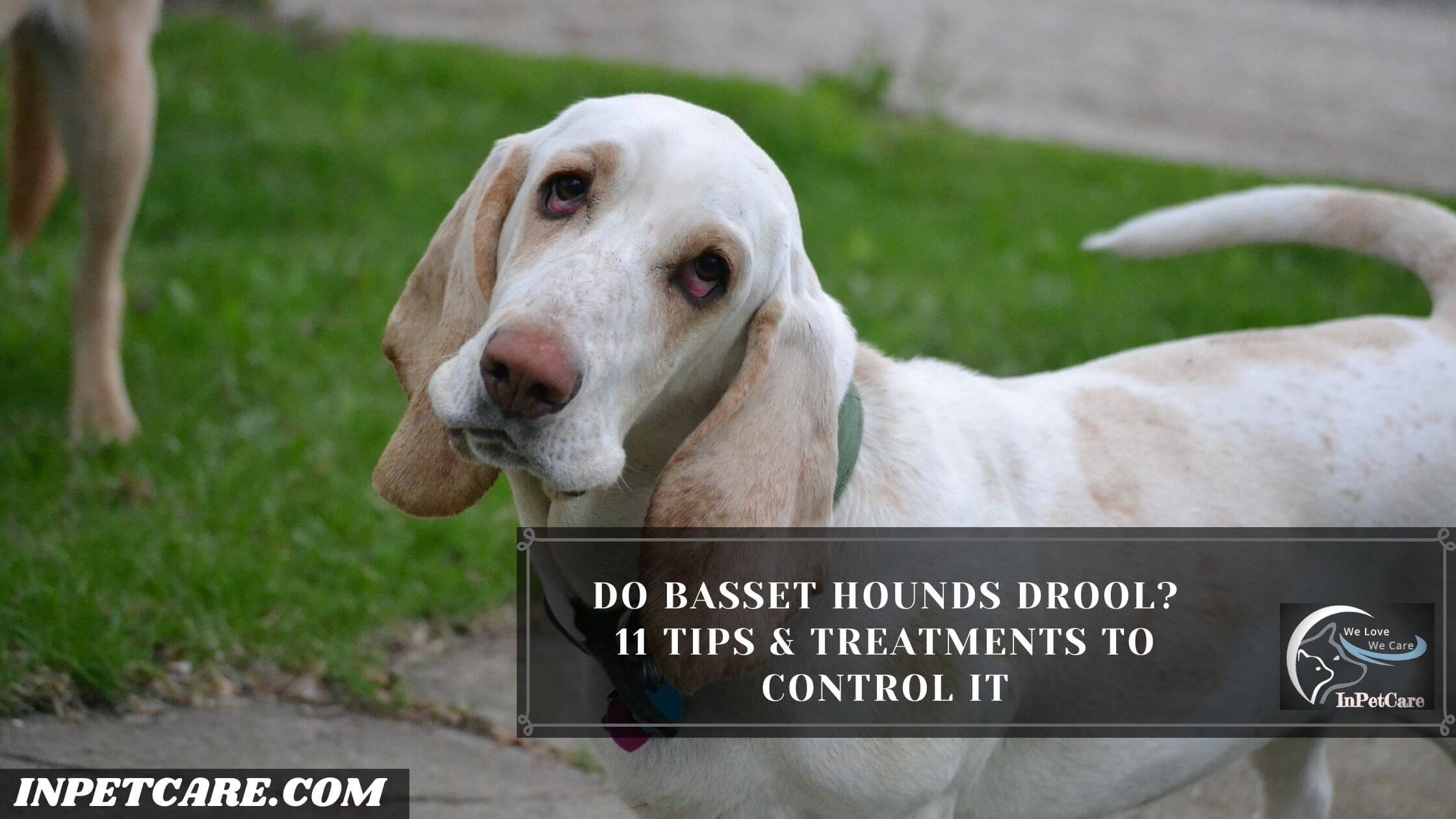 Do Basset Hounds Drool 11 Tips And Treatments To Control It