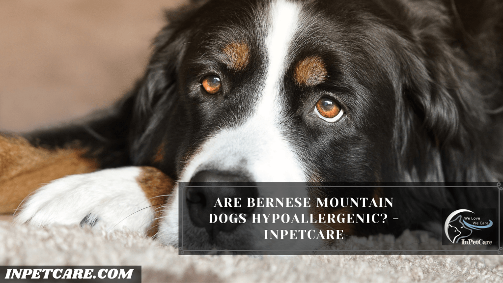 Are Bernese Mountain Dogs Hypoallergenic?