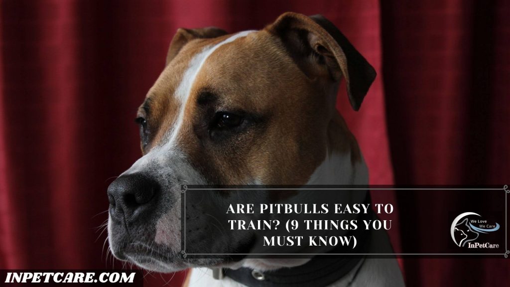 Are Pitbulls Easy To Train