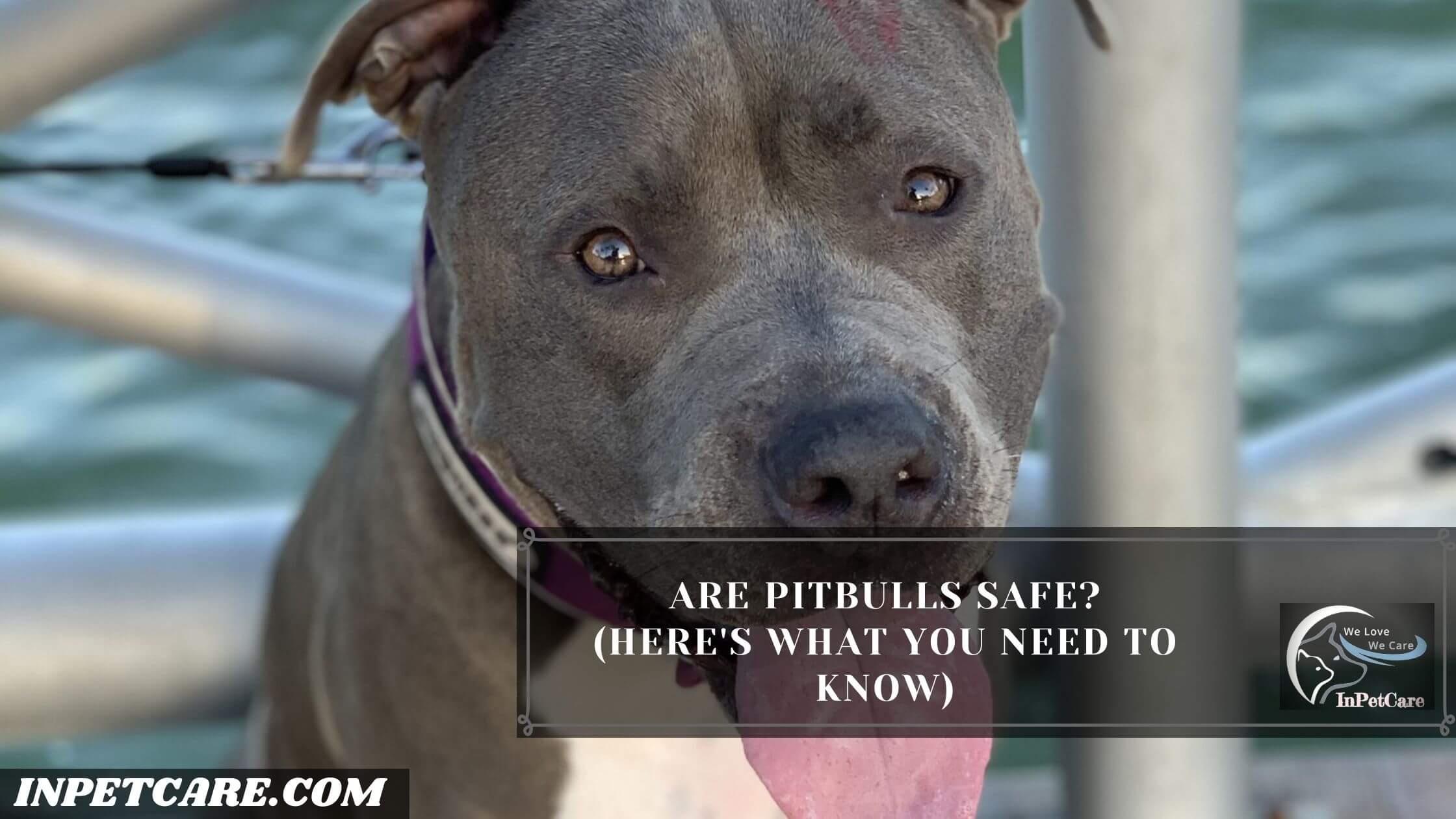 Are Pitbulls Safe? (Here’s What You Need To Know)