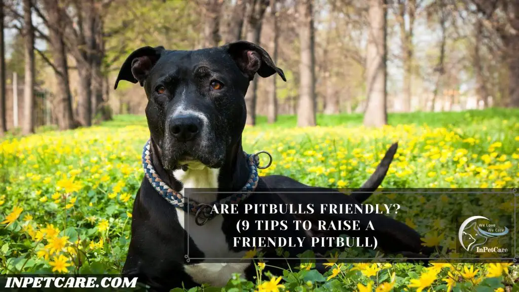 Are Pitbulls Friendly? (9 Tips To Raise A Friendly Pitbull)