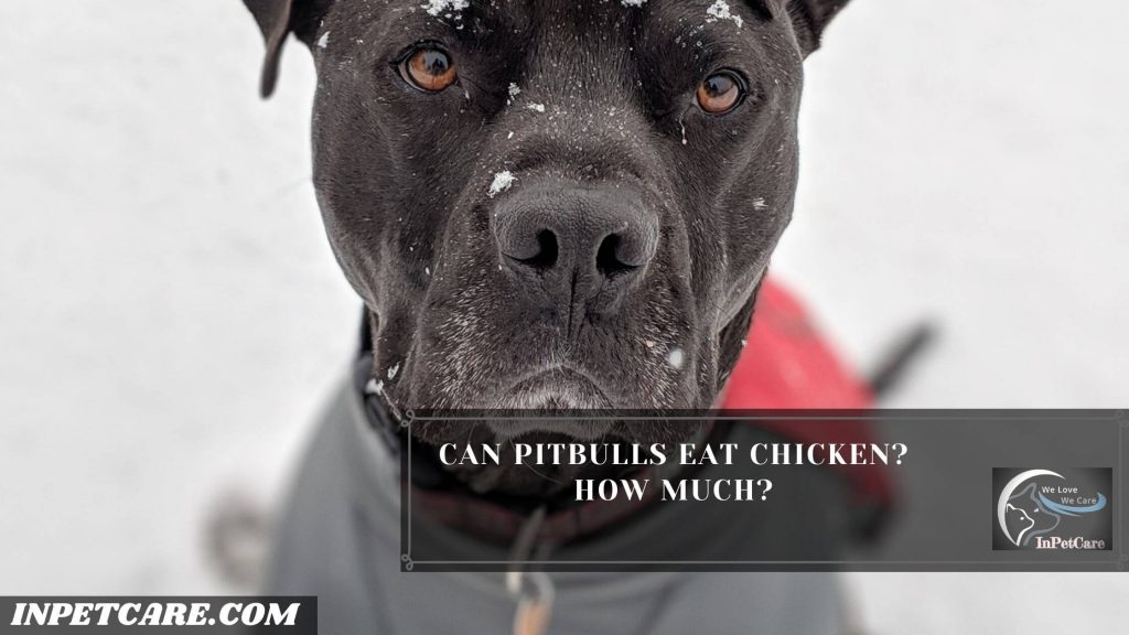 Can Pitbulls Eat Chicken? Can Pitbulls Eat raw Chicken?