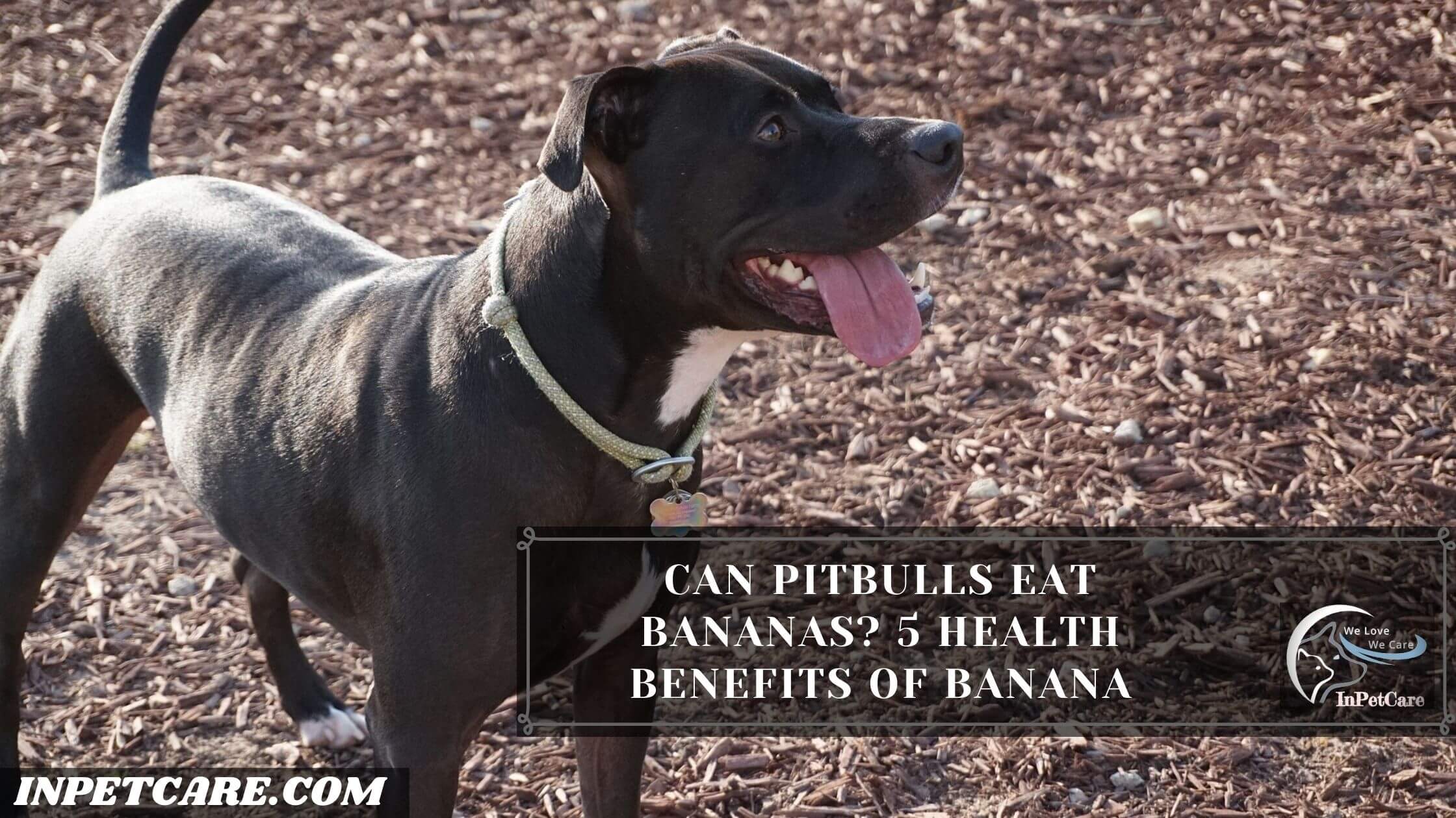 Can Pitbulls Eat Bananas, Can Pitbulls Eat Bananas peels, Can Pitbulls Eat Bananas chips