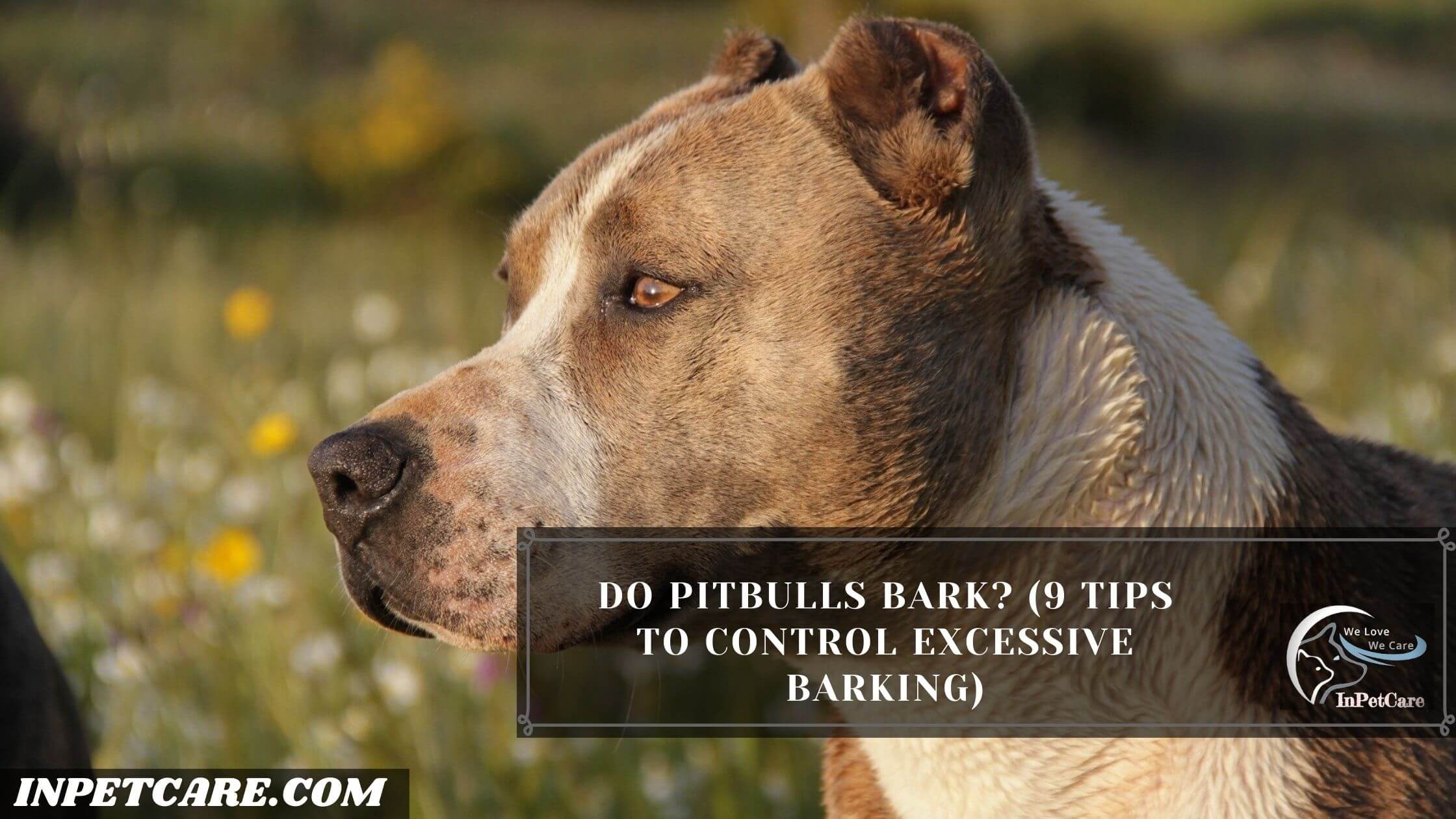 Do Pitbulls Bark? (9 Tips To Control Excessive Barking)