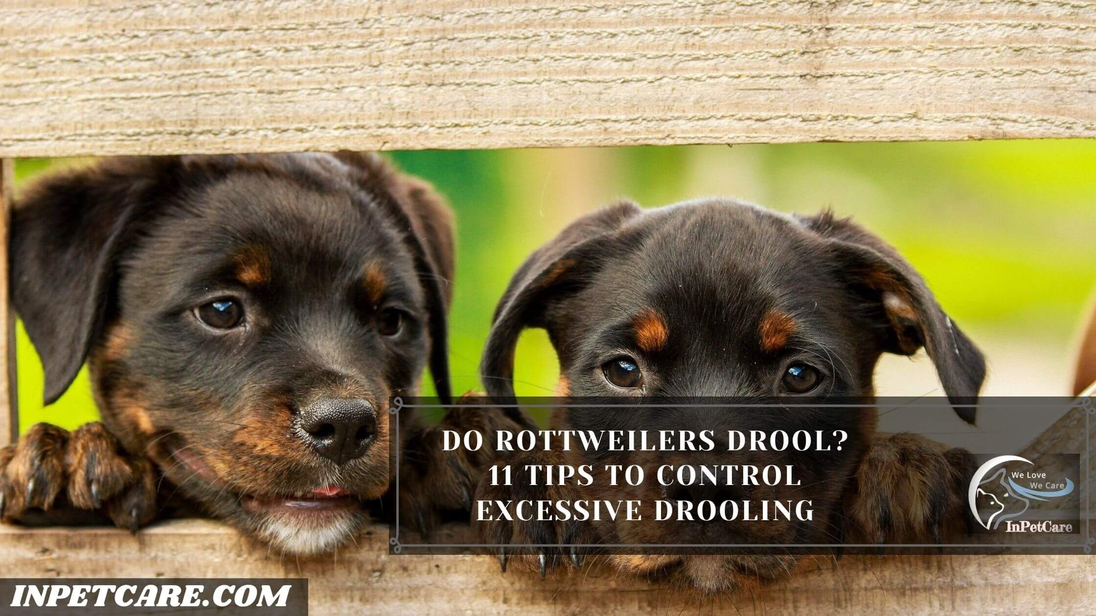 Do Rottweilers Drool? 11 Tips To Control Excessive Drooling