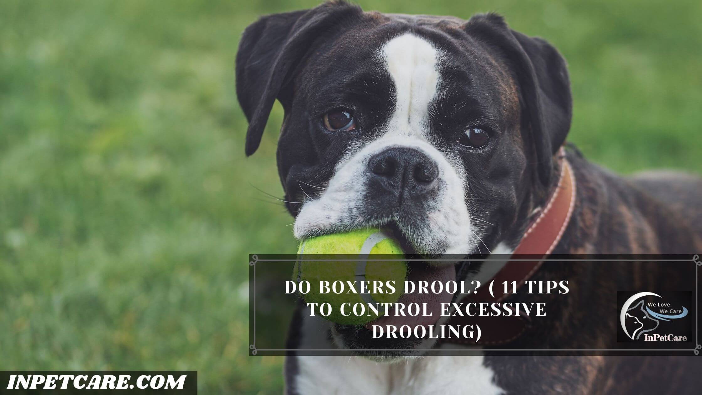 Do boxers drool? ( 11 Tips To Control Excessive Drooling)