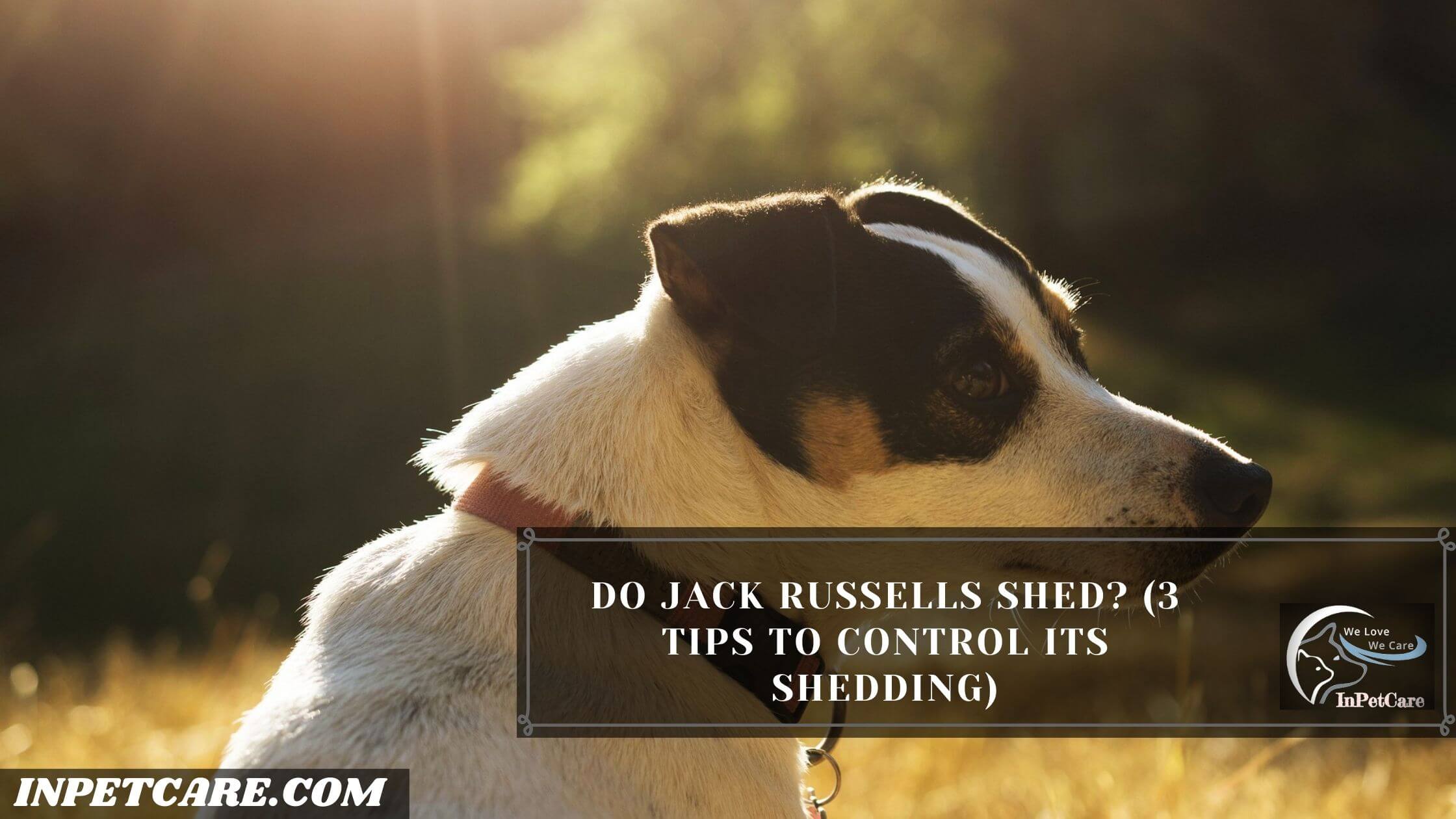 Do Jack Russells Shed? (3 Tips To Control Its Shedding)