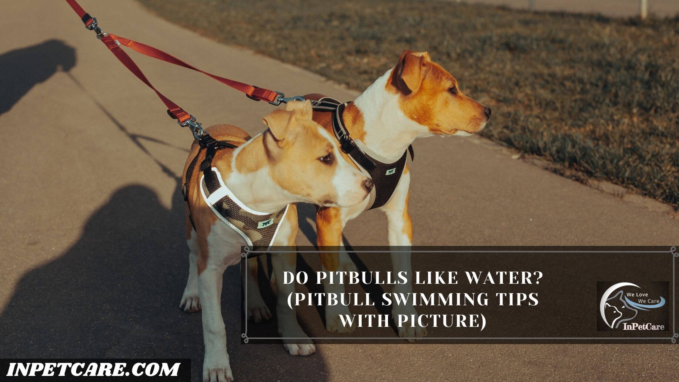 Do Pitbulls Like Water? (Pitbull Swimming Tips With Picture)