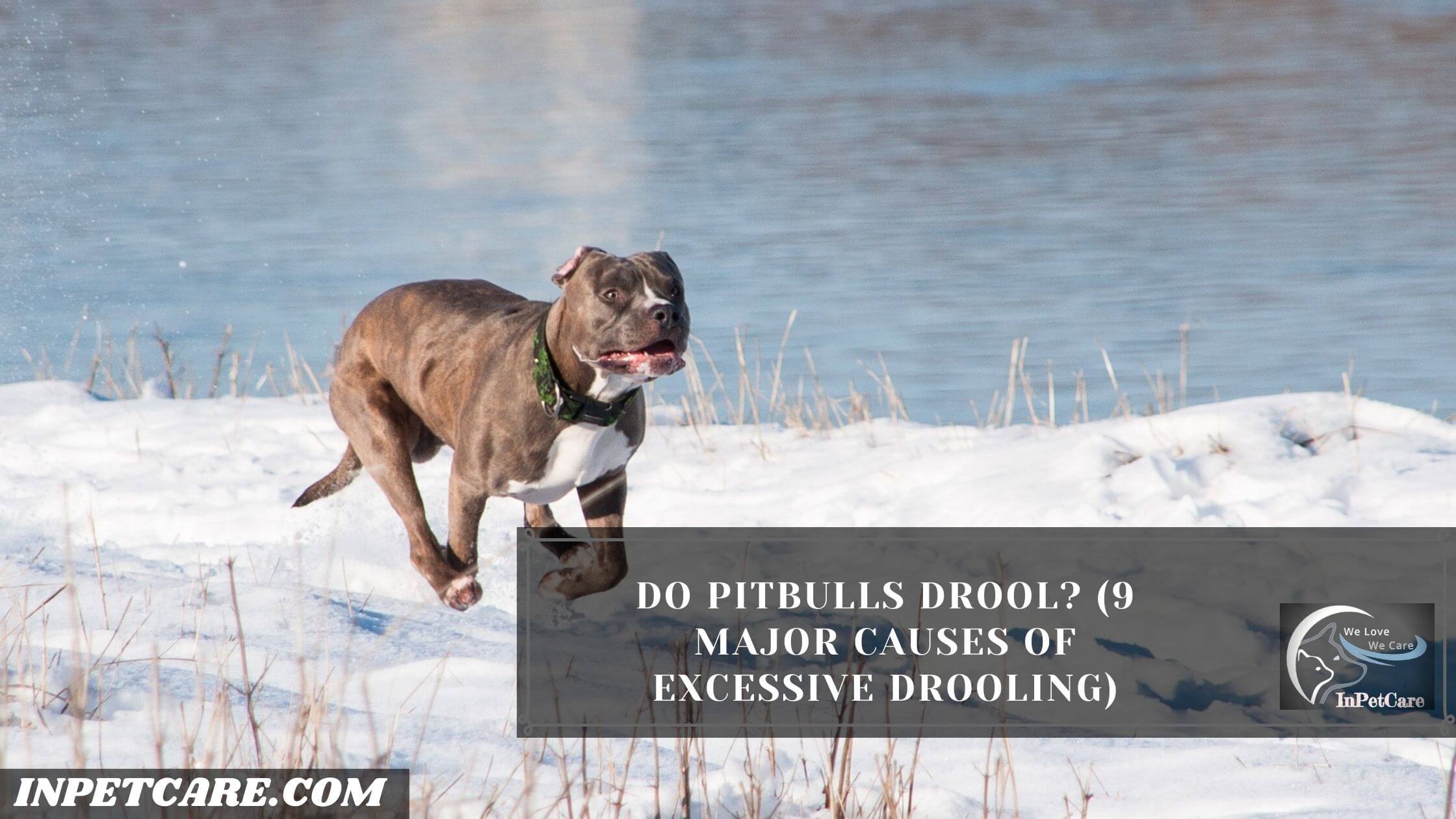 Do Pitbulls Drool a lot