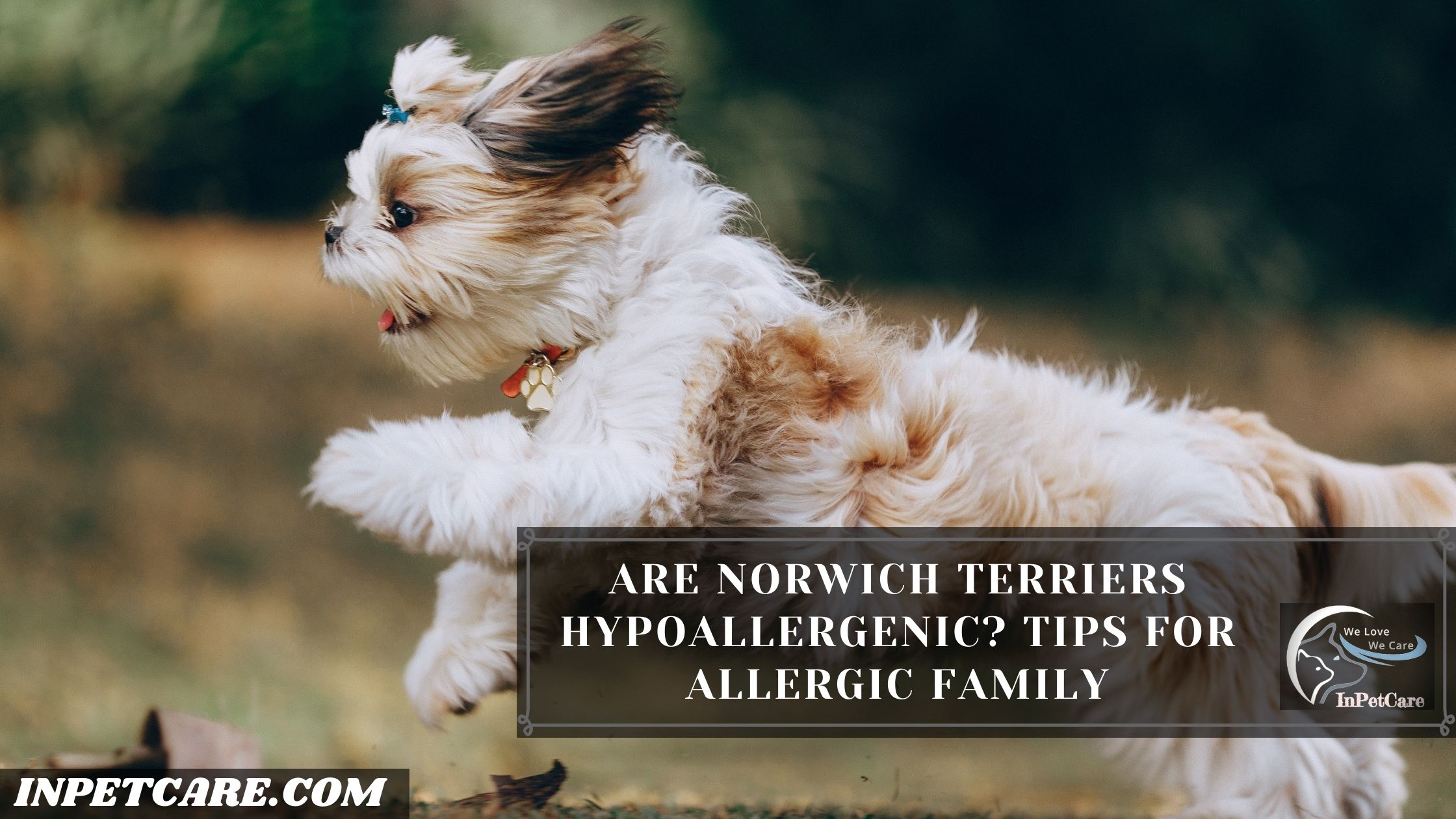 Are Norwich Terriers Hypoallergenic? Tips For Allergic Family