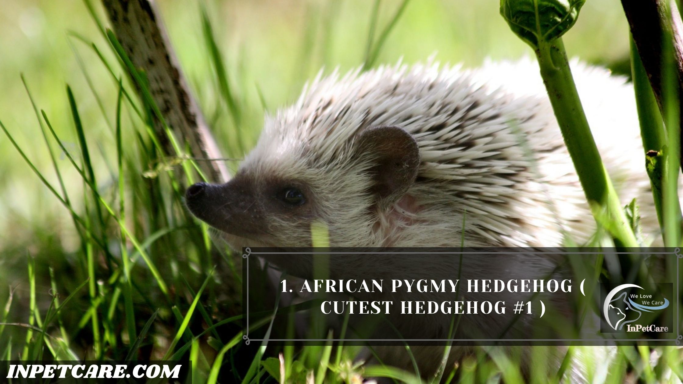 9 Cutest Hedgehogs Of The World To Pet