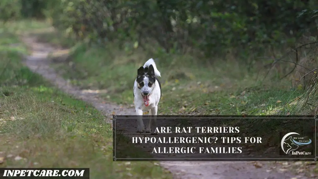 Are Rat Terriers Hypoallergenic?
