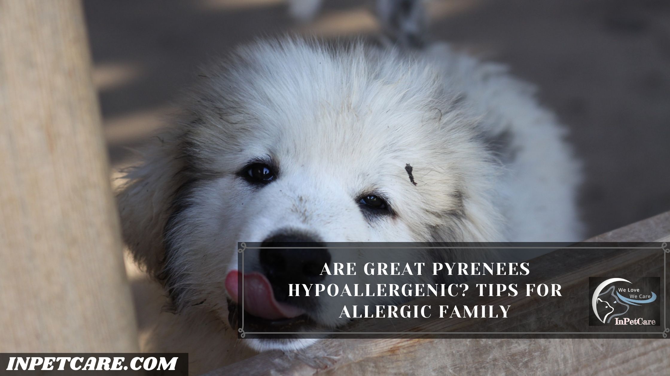 Are Great Pyrenees Hypoallergenic?