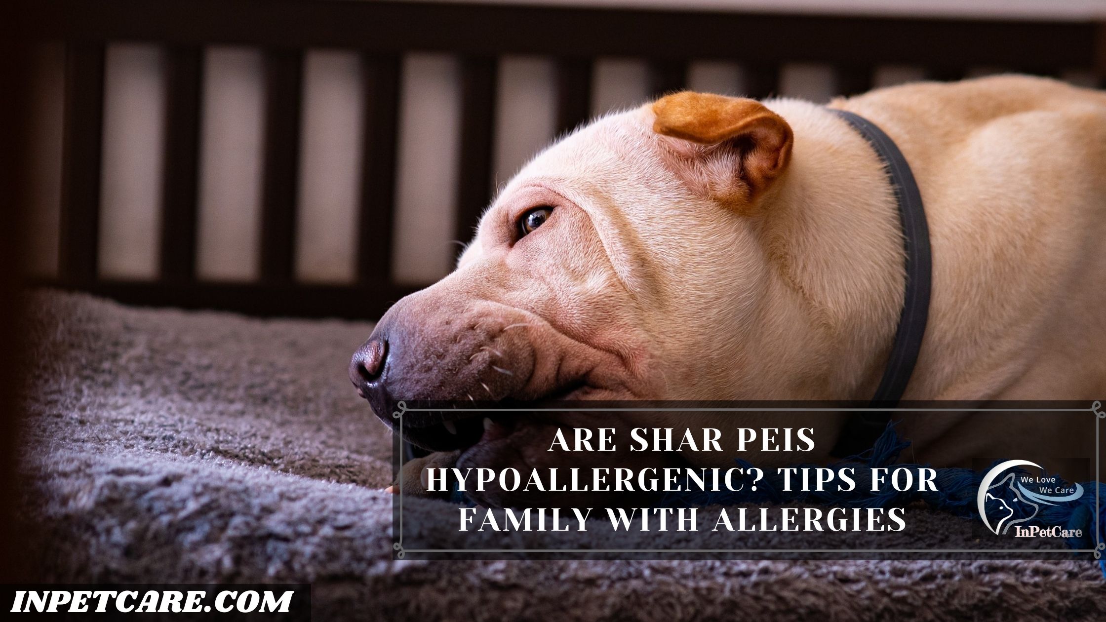 Are Shar Peis Hypoallergenic? Tips For Family With Allergies