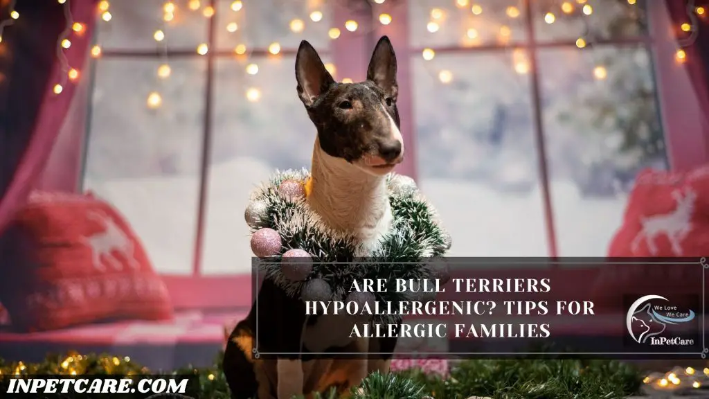 Are Bull Terriers Hypoallergenic?