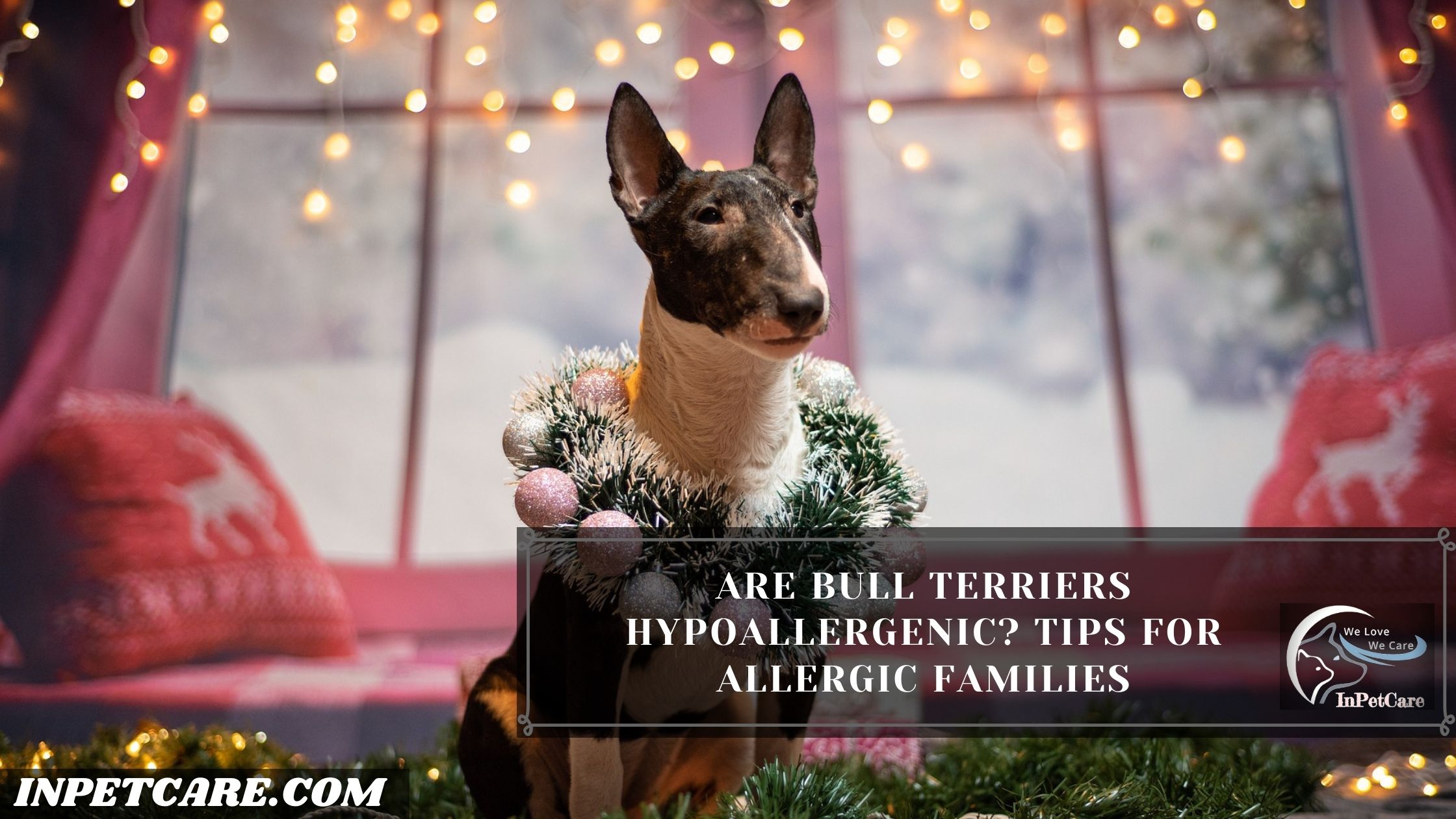 Are Bull Terriers Hypoallergenic? Tips For Allergic Families