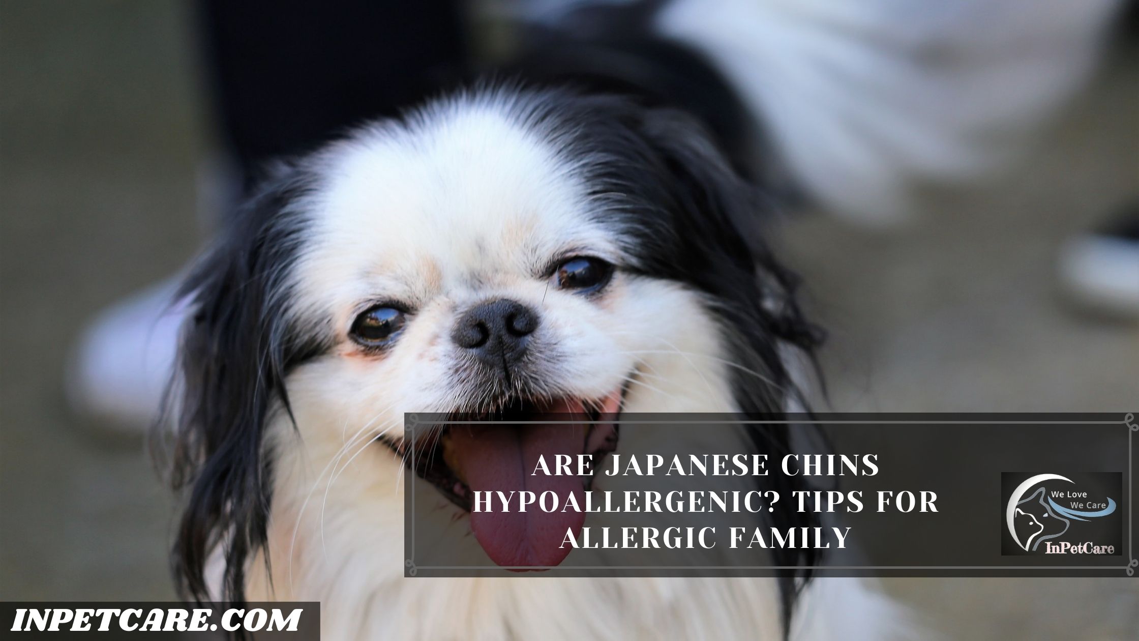 Are Japanese Chins Hypoallergenic? Tips For Allergic Family