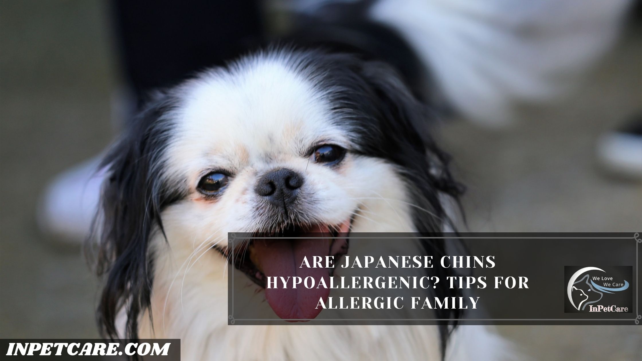 Are Japanese Chins Hypoallergenic?