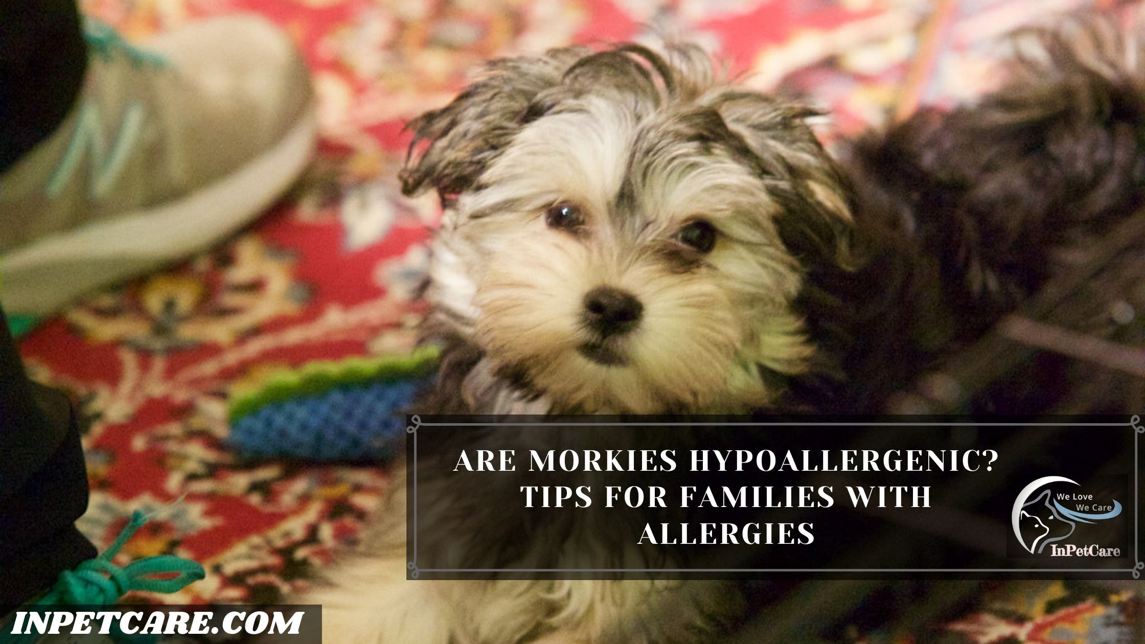 Are Morkies Hypoallergenic? Tips For Families With Allergies