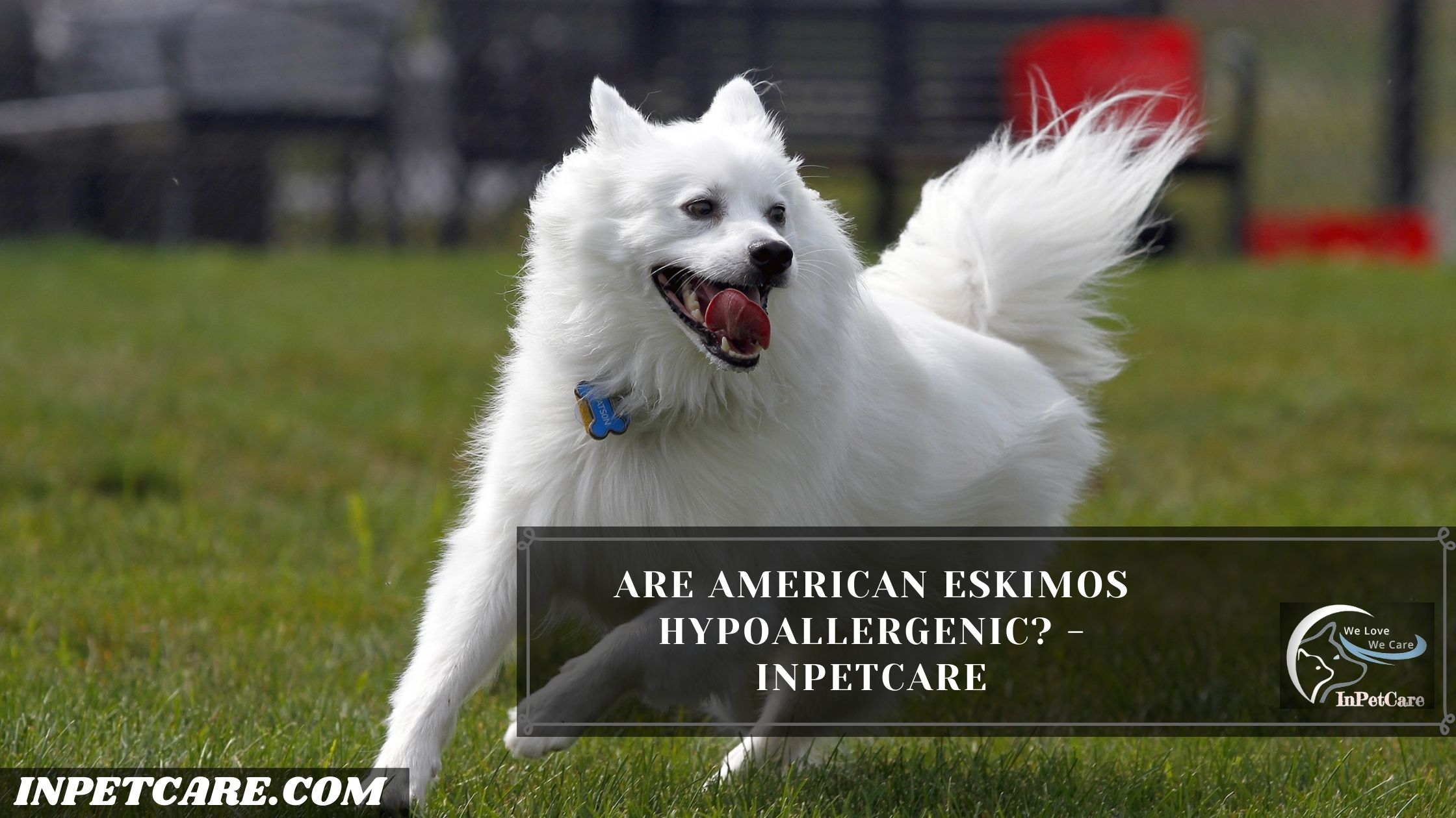 Are American Eskimos Hypoallergenic?