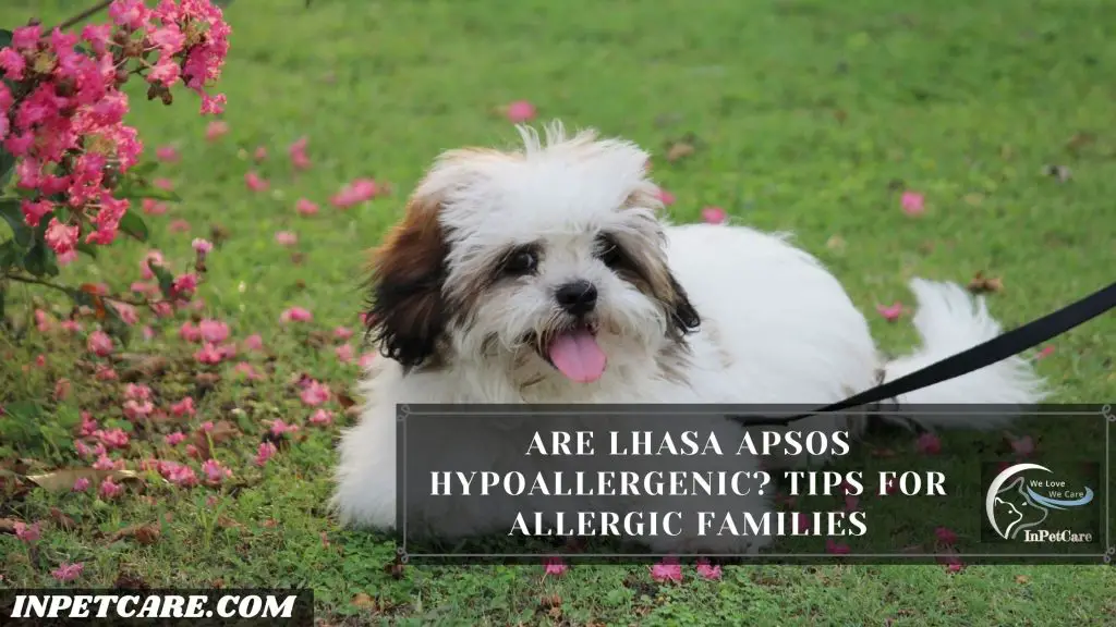 Are Lhasa Apsos Hypoallergenic?