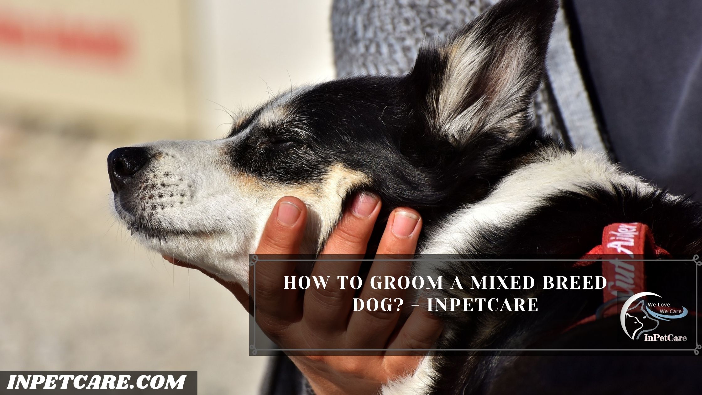 How To Groom A Mixed Breed Dog? – InPetCare