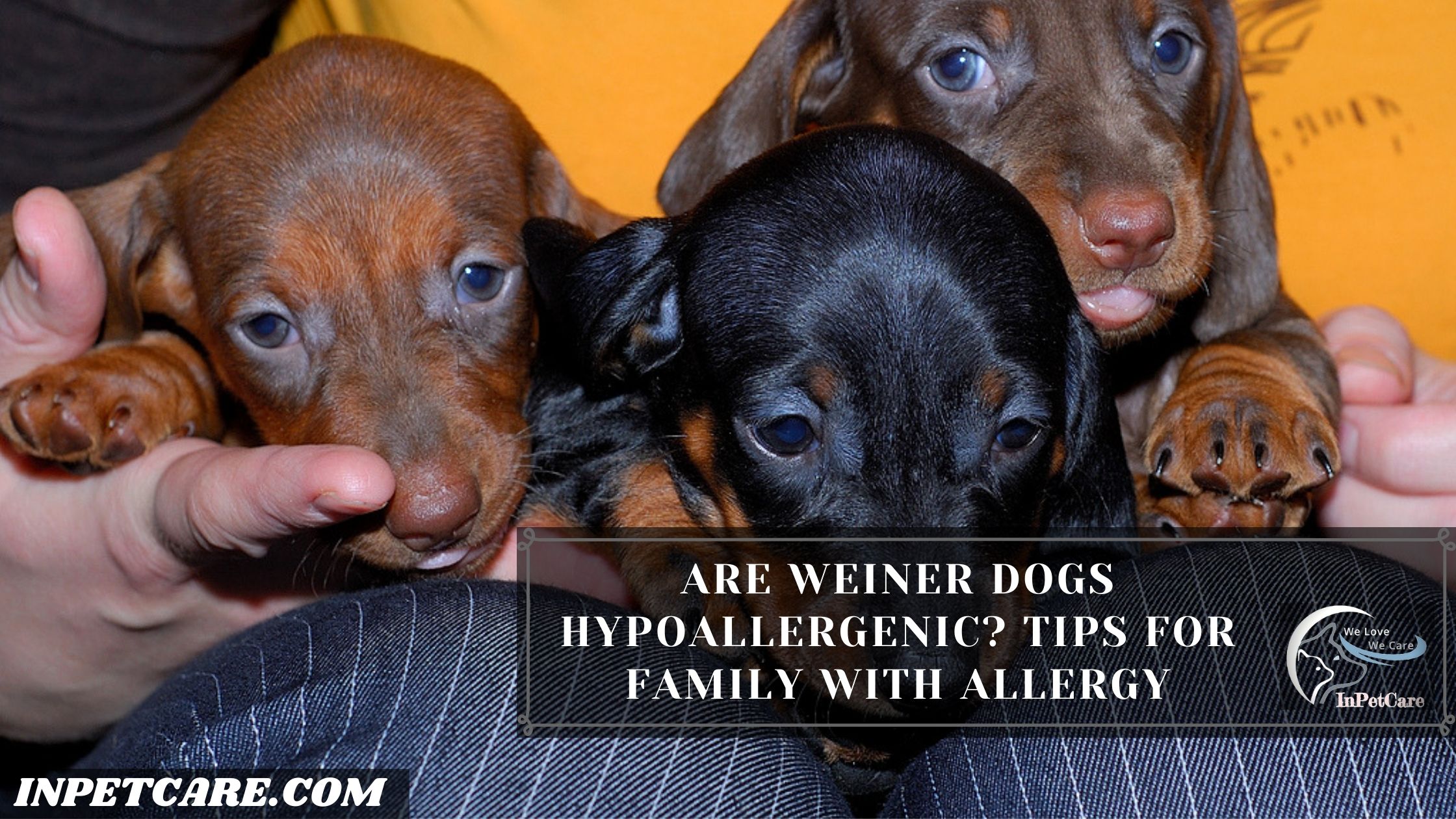 Are Weiner Dogs Hypoallergenic? Tips For Family With Allergy