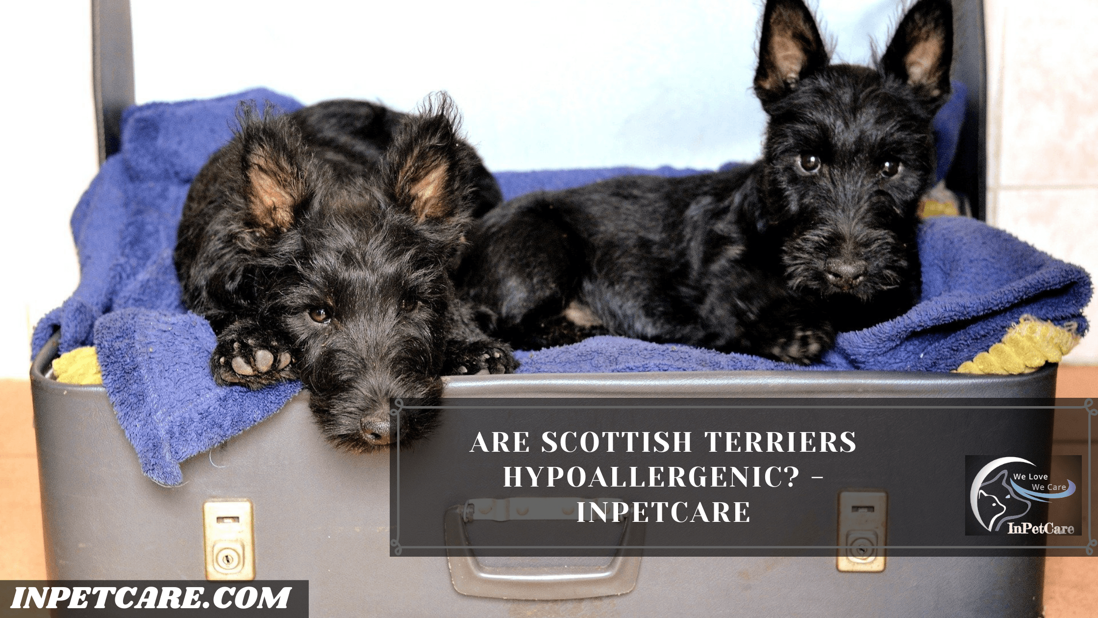 Are Scottish Terriers Hypoallergenic? Tips To Control Its Shedding