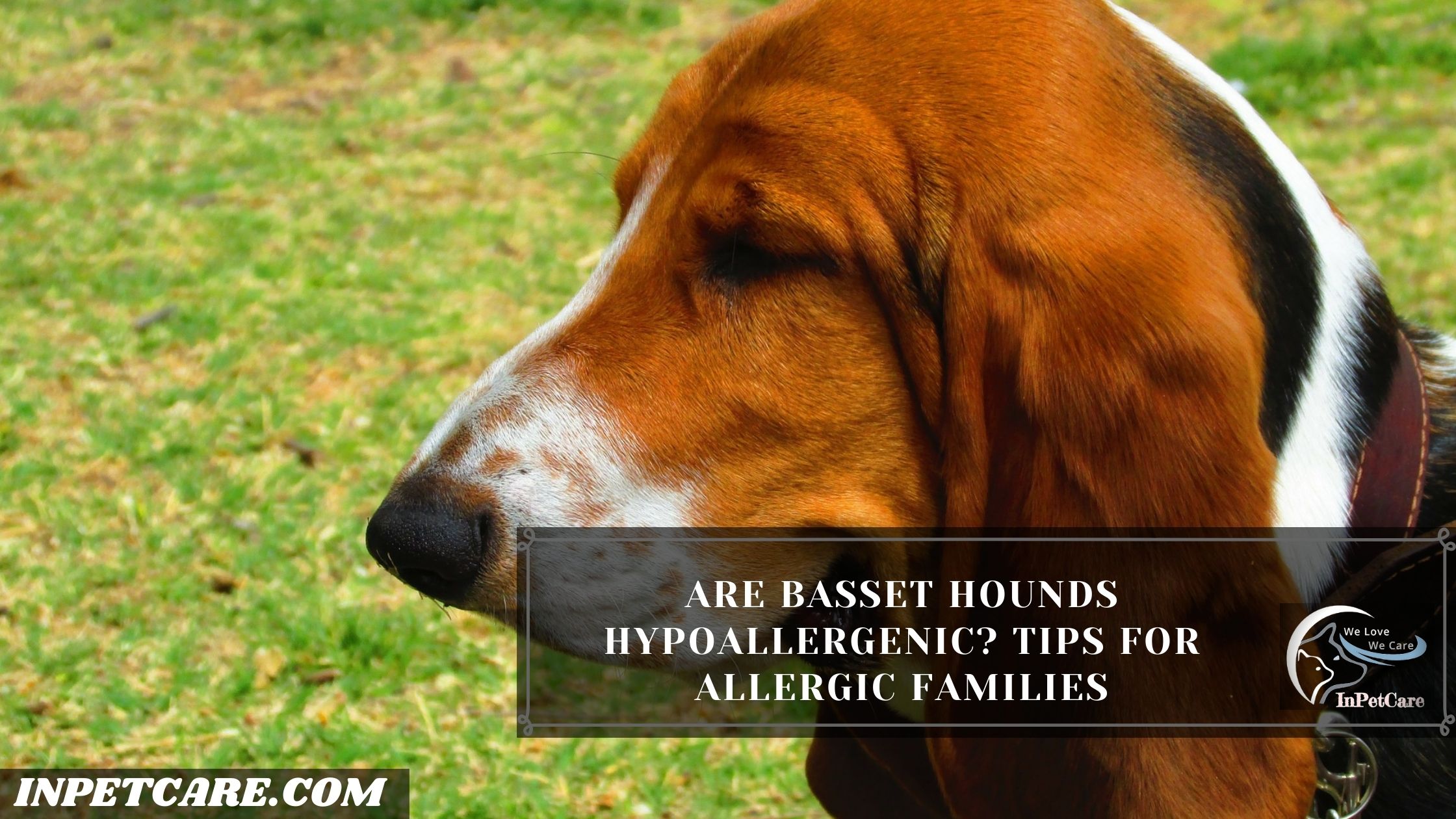 Are Basset Hounds Hypoallergenic?