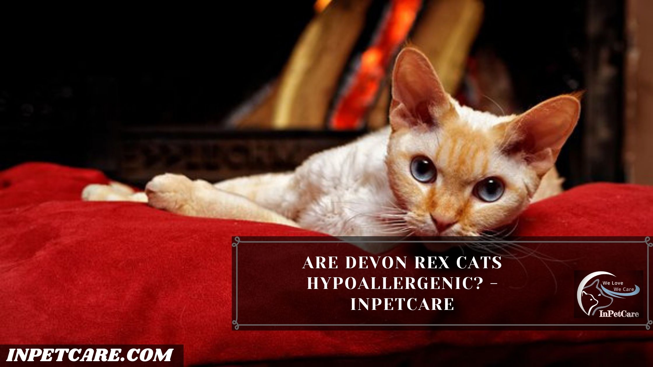 Are Devon Rex Cats Hypoallergenic? – InPetCare