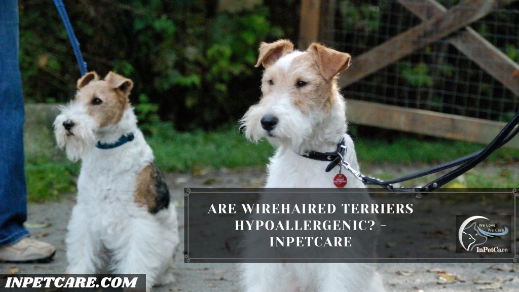 Are Wirehaired Terriers Hypoallergenic?