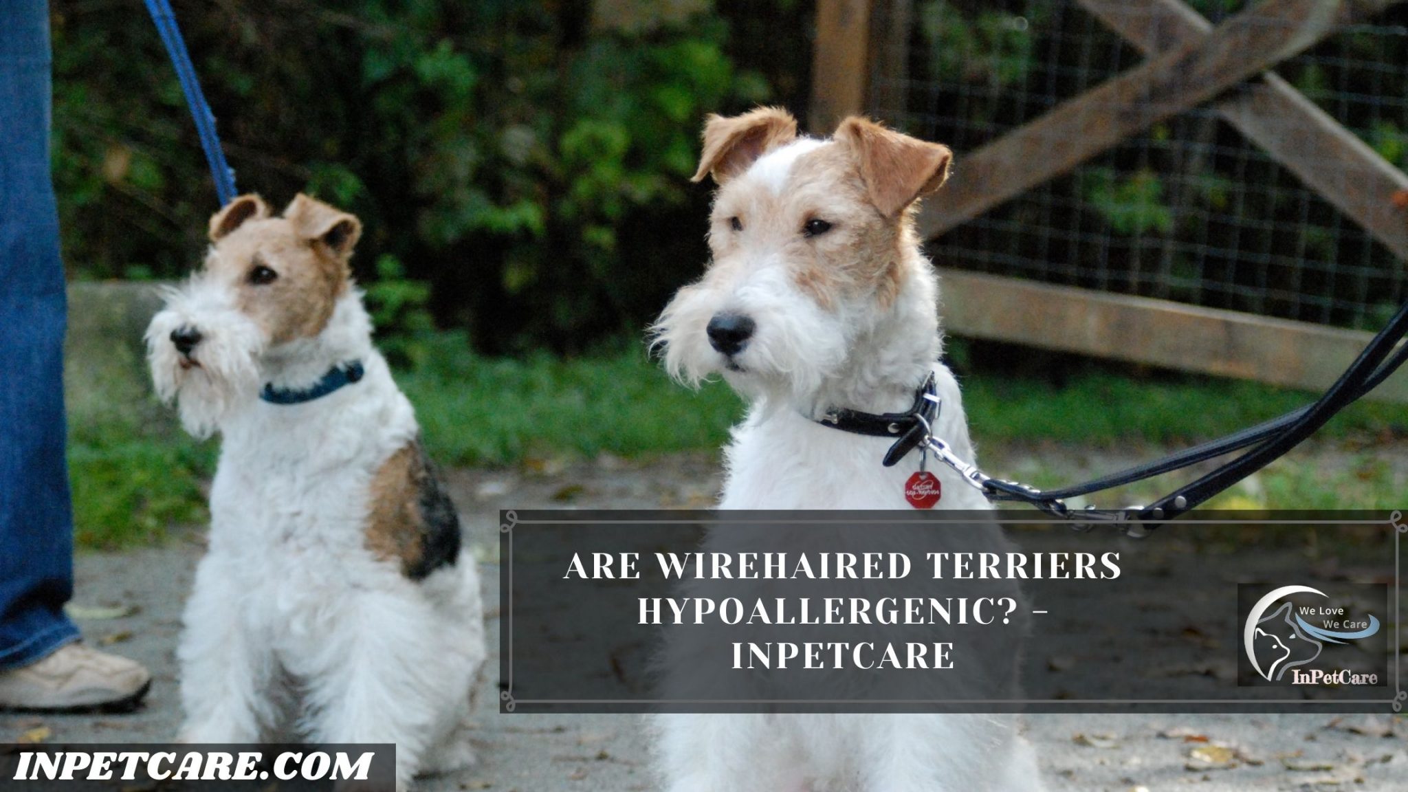 Are Wirehaired Terriers Hypoallergenic? InPetCare
