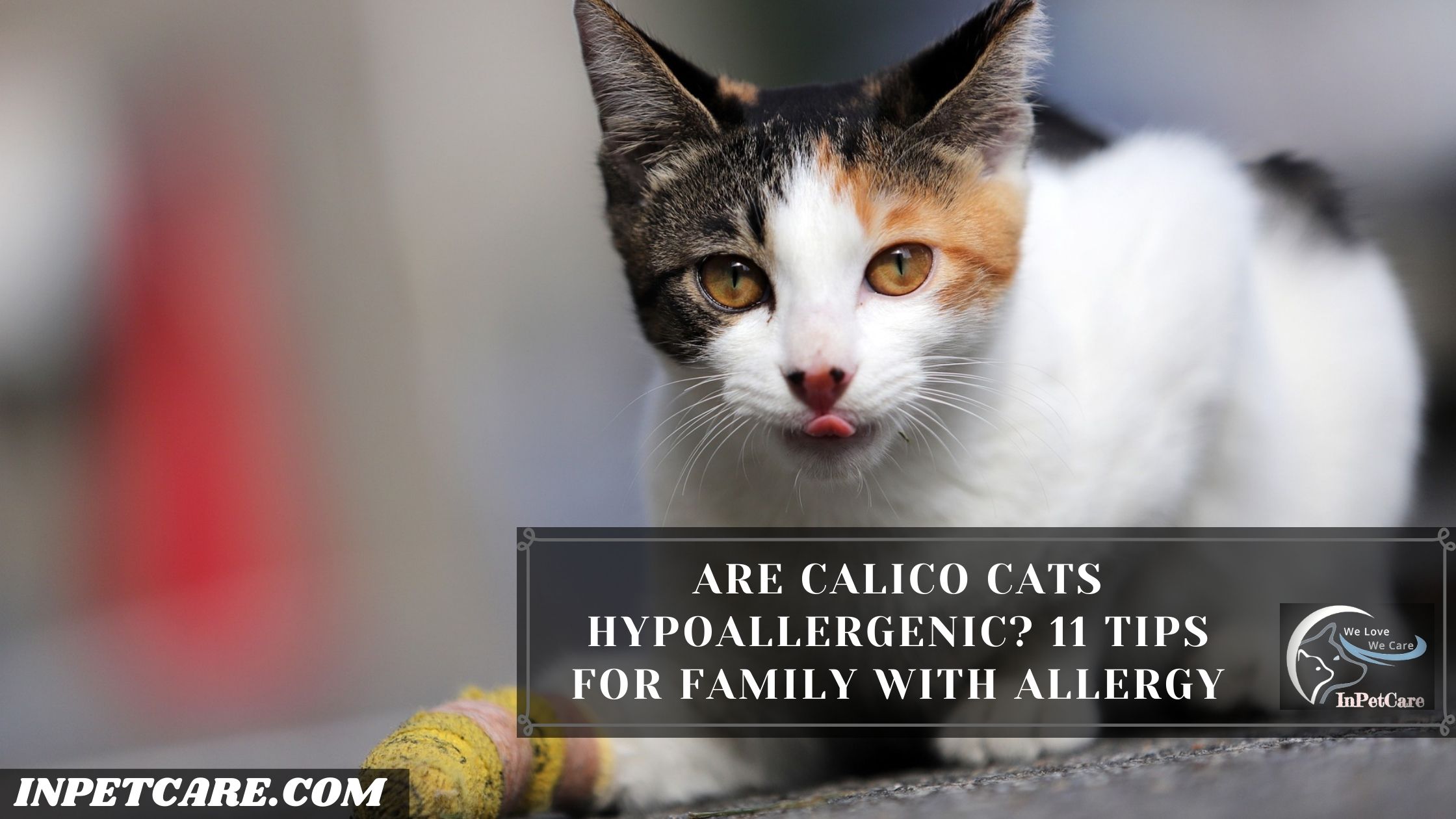 Are Calico Cats Hypoallergenic?