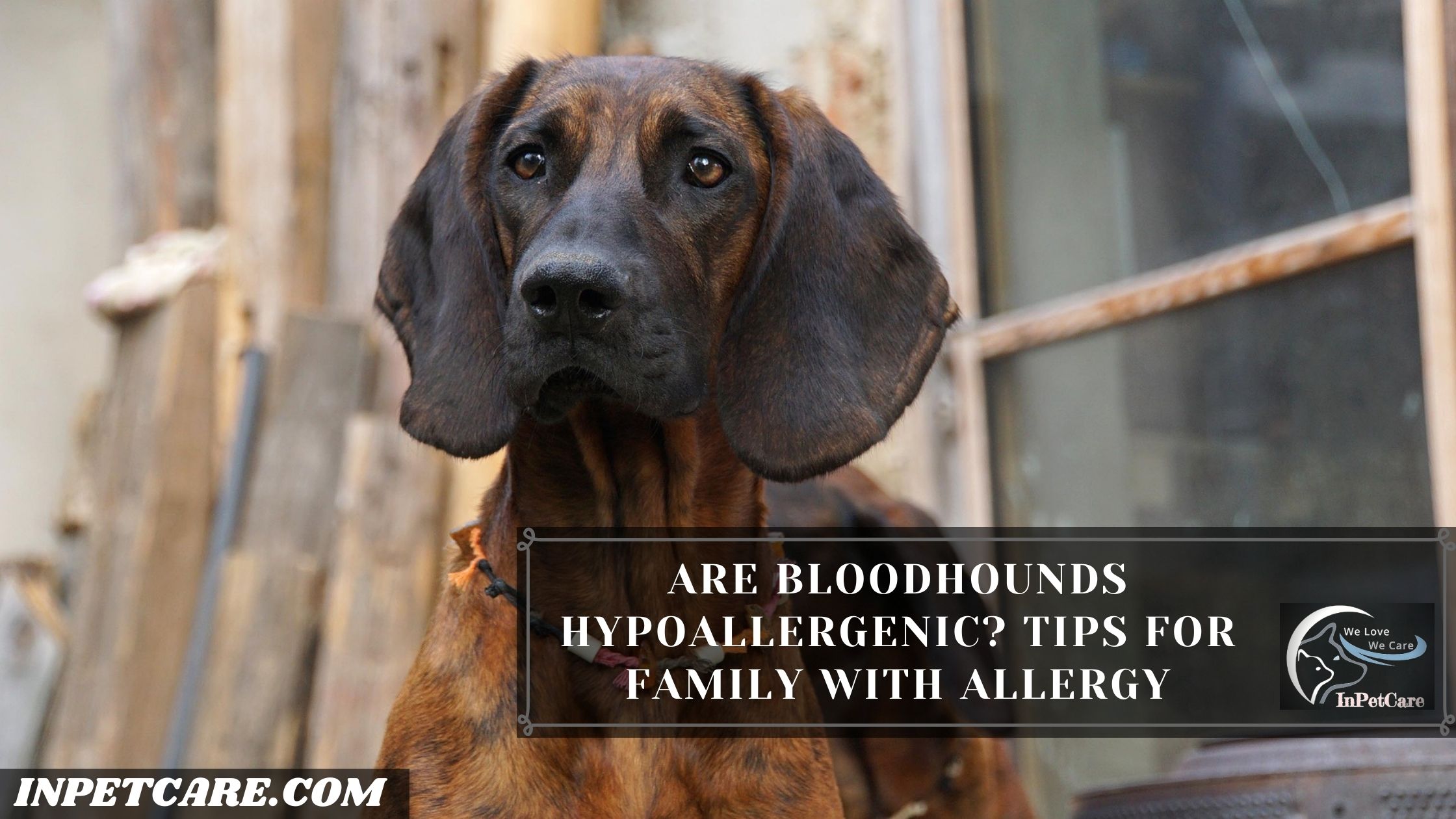 Are Bloodhounds Hypoallergenic? Tips For Family With Allergy