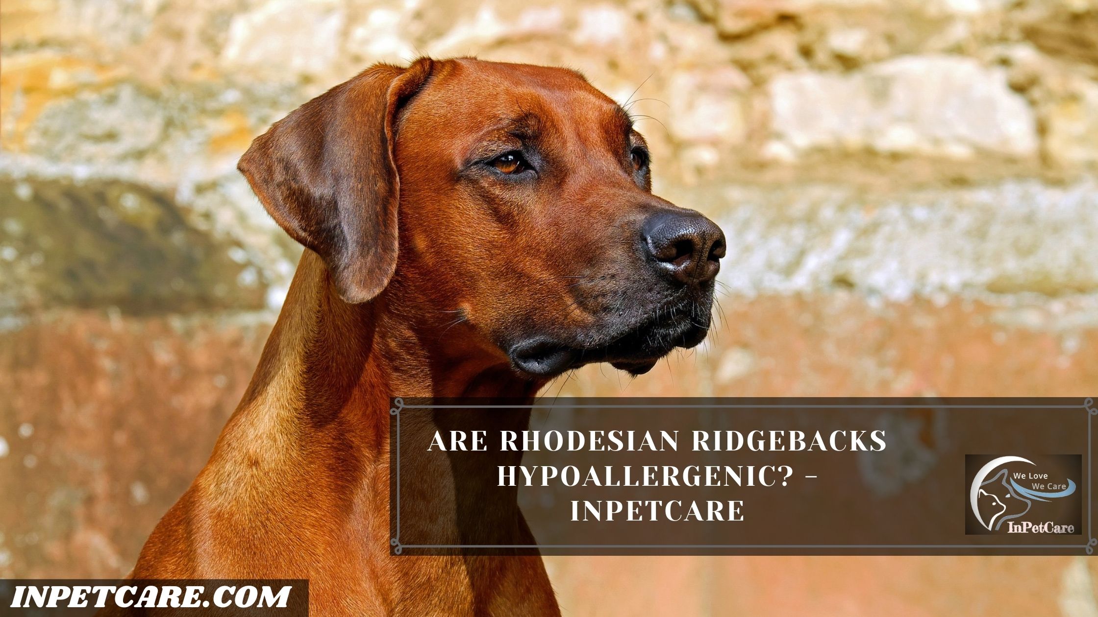 Are Rhodesian Ridgebacks Hypoallergenic?