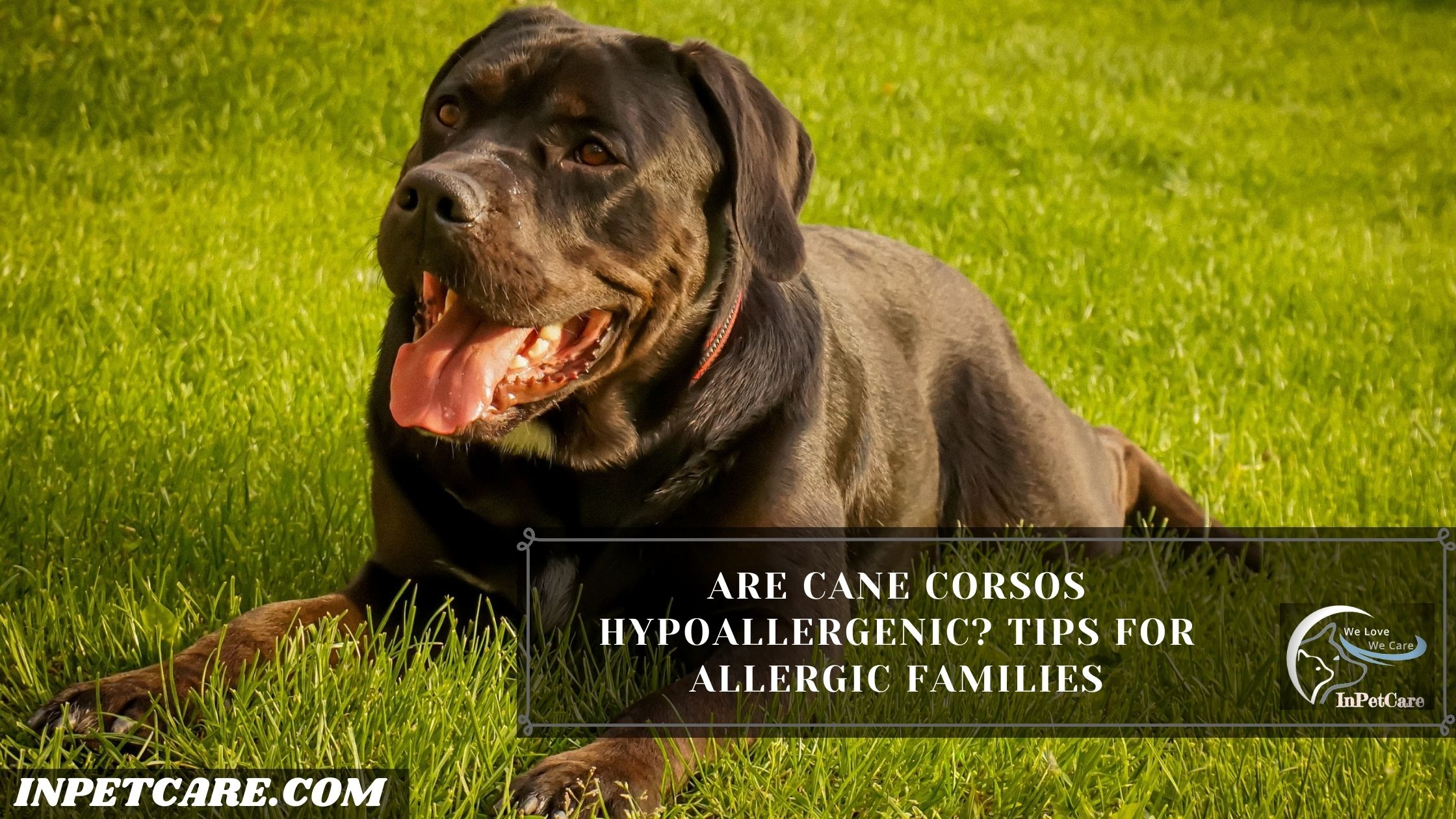 Are Cane Corsos Hypoallergenic?