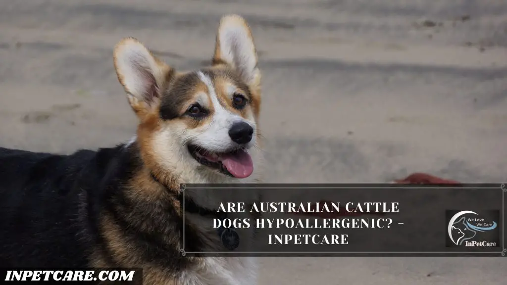 Are Australian Cattle Dogs Hypoallergenic?