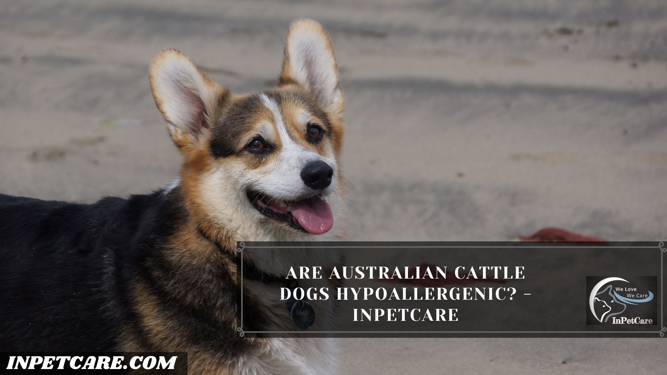 Are Australian Cattle Dogs Hypoallergenic?